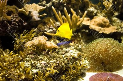topical fishes