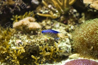 tropic fish in aquarium