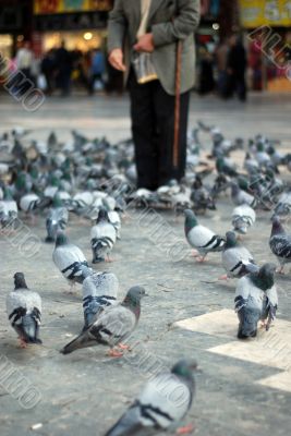 old man feeding doves