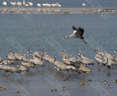 Migrating birds over nature lake at spring and autumn