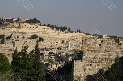 Olive mount in Jerusalem