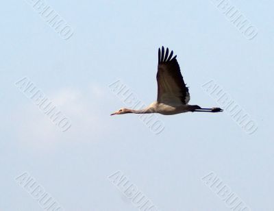 Migrating birds over nature lake at spring and autumn