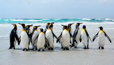 Kings of the Beach Kings of the Beach