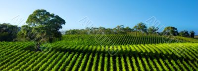 Vivid Vineyard Panorama Vivid Vineyard Panorama