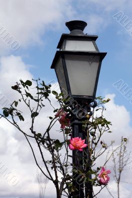 Street lamp and rose bush