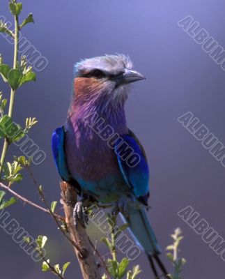 Lilac-breasted Roller