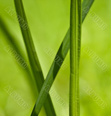 Green blade of grass