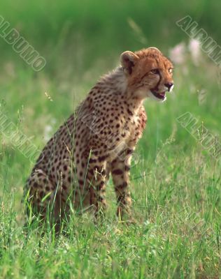 Cheetah cub