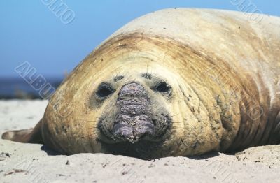 Sea elephant