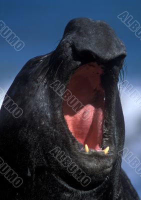 Sea elephant