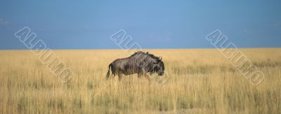 Single gnu