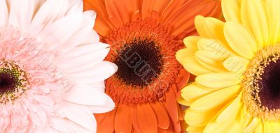 background from multi colored flowers background from multi colored flowers