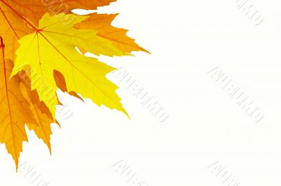 Autumn leafs of maple