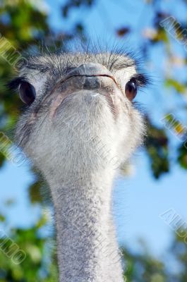Portrait of an ostrich with a humorous expression