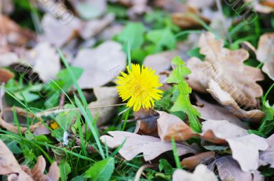 last dandelion