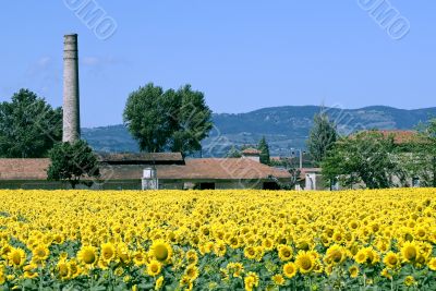 Sunflowers in Umbria Sunflowers in Umbria