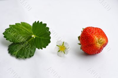 Evolution of strawberries