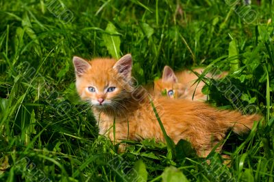 Two ryzhih grimy kitten in the green grass