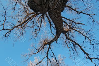 large spring tree