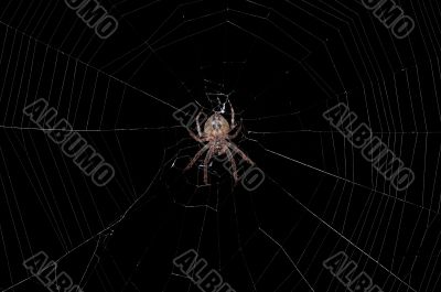 spider in a center of a web