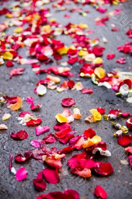 Rose petals wedding on asphalt