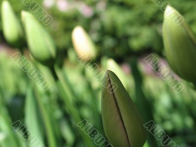 closed tulips