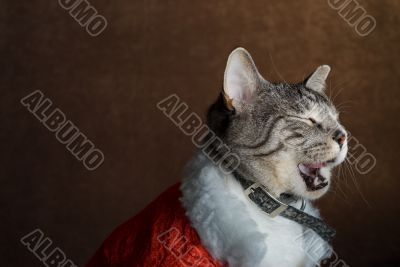 Tired Cat Tired Cat
