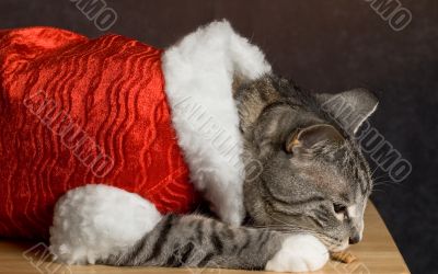 Santa Cat Santa Cat