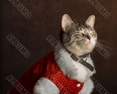 Shy Cat Shy Cat
