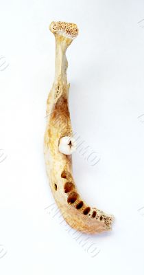 Human Mandible With Tooth