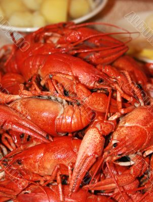 fresh boiled crawfish