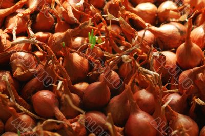 Growing onions