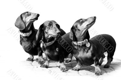Black-and-white photo. Devoted dogs