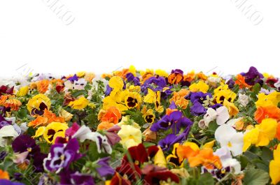 A colorful flower bed.
