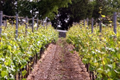 Vineyard near the oldest german city Trier