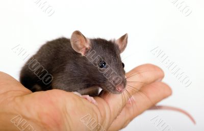 Small black rat