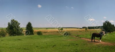 Lonesome horse on a paddock