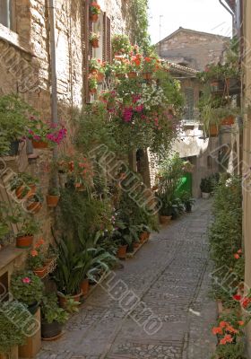 Spello - Typical alley with potted plants and flowers