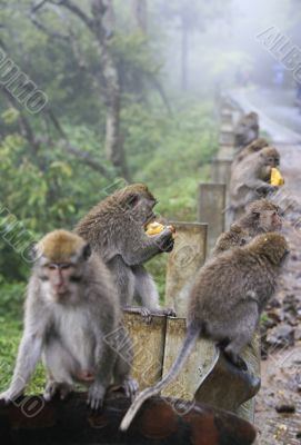 Family of monkeys