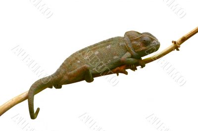 chameleon isolated on branch