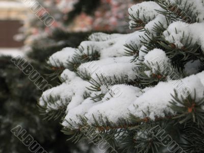 snow on a green branch