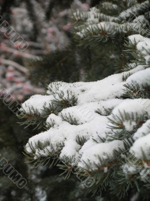 snow on a green branch