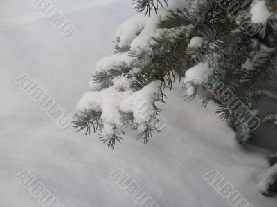 snow on a green branch