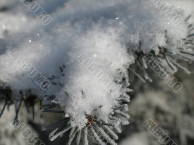 snow on a green branch