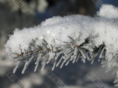 snow on a green branch