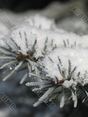 snow on a green branch