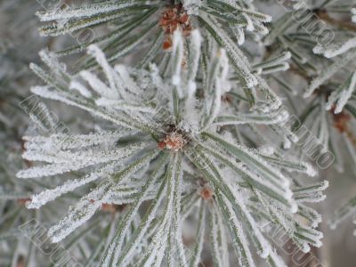 snow on a green branch