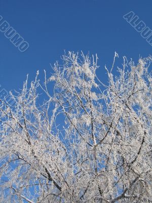 frosted tree and blue sky frosted tree and blue sky
