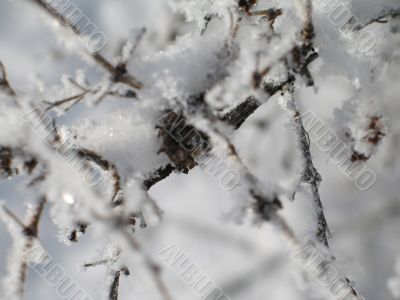 close-up of snow on a branch close-up of snow on a branch