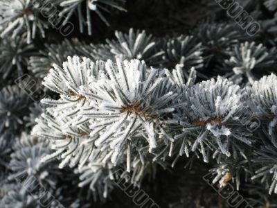 snow on a green branch